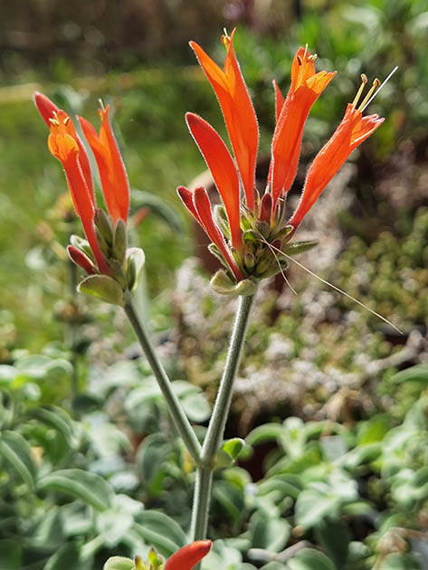 Dicliptera squarrosa